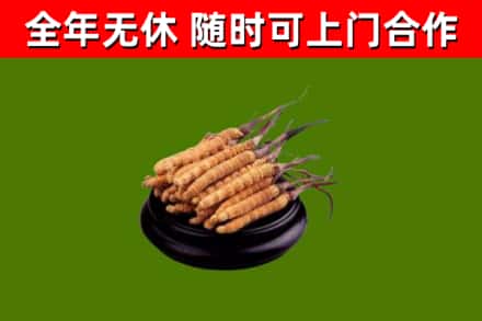 召陵区回收冬虫夏草